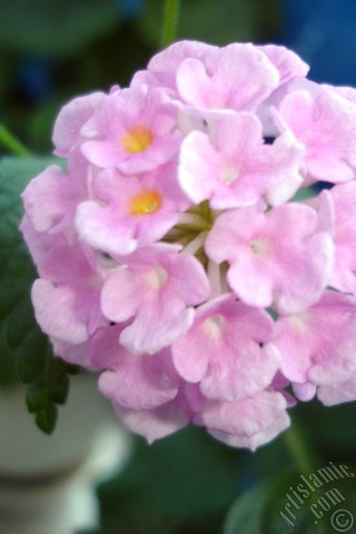 A mobile wallpaper and MMS picture for Apple iPhone 7s, 6s, 5s, 4s, Plus, iPods, iPads, New iPads, Samsung Galaxy S Series and Notes, Sony Ericsson Xperia, LG Mobile Phones, Tablets and Devices: Lantana camara -bush lantana- flower.

