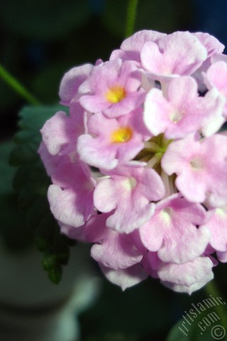 A mobile wallpaper and MMS picture for Apple iPhone 7s, 6s, 5s, 4s, Plus, iPods, iPads, New iPads, Samsung Galaxy S Series and Notes, Sony Ericsson Xperia, LG Mobile Phones, Tablets and Devices: Lantana camara -bush lantana- flower.
