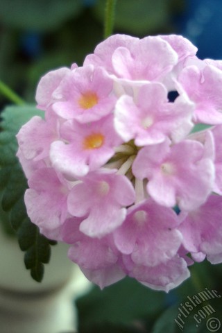A mobile wallpaper and MMS picture for Apple iPhone 7s, 6s, 5s, 4s, Plus, iPods, iPads, New iPads, Samsung Galaxy S Series and Notes, Sony Ericsson Xperia, LG Mobile Phones, Tablets and Devices: Lantana camara -bush lantana- flower.
