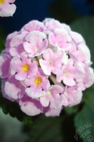 A mobile wallpaper and MMS picture for Apple iPhone 7s, 6s, 5s, 4s, Plus, iPods, iPads, New iPads, Samsung Galaxy S Series and Notes, Sony Ericsson Xperia, LG Mobile Phones, Tablets and Devices: Lantana camara -bush lantana- flower.
