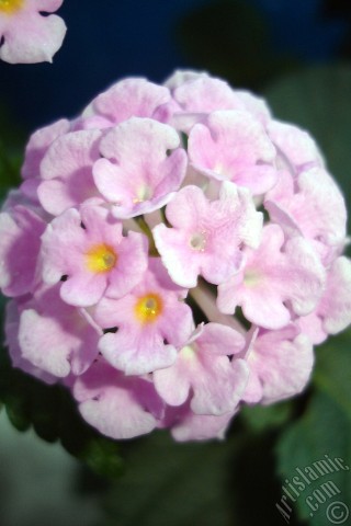 A mobile wallpaper and MMS picture for Apple iPhone 7s, 6s, 5s, 4s, Plus, iPods, iPads, New iPads, Samsung Galaxy S Series and Notes, Sony Ericsson Xperia, LG Mobile Phones, Tablets and Devices: Lantana camara -bush lantana- flower.
