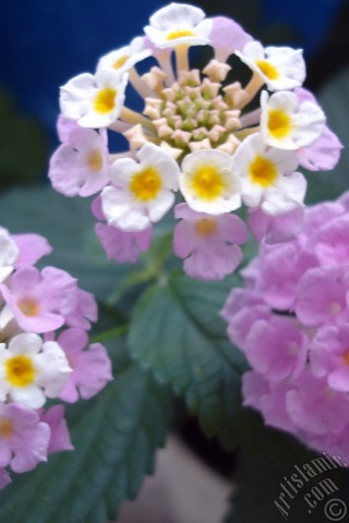 A mobile wallpaper and MMS picture for Apple iPhone 7s, 6s, 5s, 4s, Plus, iPods, iPads, New iPads, Samsung Galaxy S Series and Notes, Sony Ericsson Xperia, LG Mobile Phones, Tablets and Devices: Lantana camara -bush lantana- flower.
