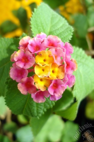 A mobile wallpaper and MMS picture for Apple iPhone 7s, 6s, 5s, 4s, Plus, iPods, iPads, New iPads, Samsung Galaxy S Series and Notes, Sony Ericsson Xperia, LG Mobile Phones, Tablets and Devices: Lantana camara -bush lantana- flower.
