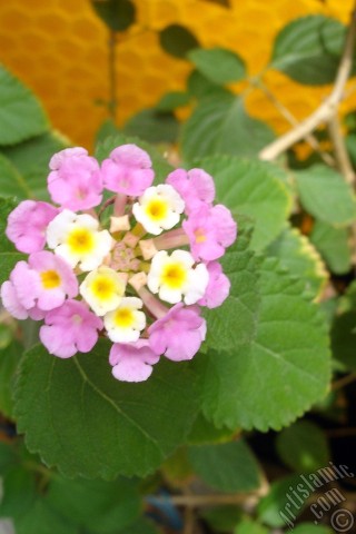 A mobile wallpaper and MMS picture for Apple iPhone 7s, 6s, 5s, 4s, Plus, iPods, iPads, New iPads, Samsung Galaxy S Series and Notes, Sony Ericsson Xperia, LG Mobile Phones, Tablets and Devices: Lantana camara -bush lantana- flower.
