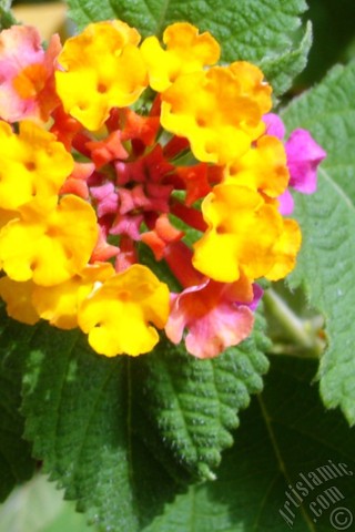 A mobile wallpaper and MMS picture for Apple iPhone 7s, 6s, 5s, 4s, Plus, iPods, iPads, New iPads, Samsung Galaxy S Series and Notes, Sony Ericsson Xperia, LG Mobile Phones, Tablets and Devices: Lantana camara -bush lantana- flower.
