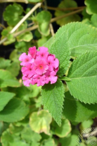 A mobile wallpaper and MMS picture for Apple iPhone 7s, 6s, 5s, 4s, Plus, iPods, iPads, New iPads, Samsung Galaxy S Series and Notes, Sony Ericsson Xperia, LG Mobile Phones, Tablets and Devices: Lantana camara -bush lantana- flower.
