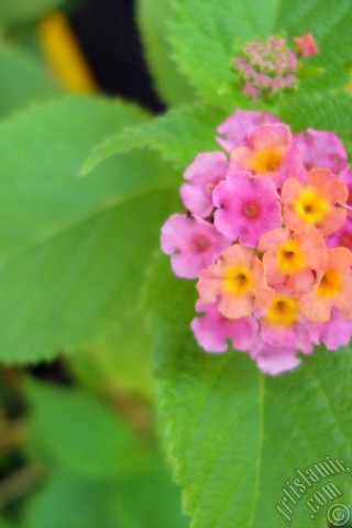 A mobile wallpaper and MMS picture for Apple iPhone 7s, 6s, 5s, 4s, Plus, iPods, iPads, New iPads, Samsung Galaxy S Series and Notes, Sony Ericsson Xperia, LG Mobile Phones, Tablets and Devices: Lantana camara -bush lantana- flower.
