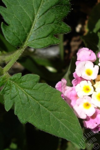 A mobile wallpaper and MMS picture for Apple iPhone 7s, 6s, 5s, 4s, Plus, iPods, iPads, New iPads, Samsung Galaxy S Series and Notes, Sony Ericsson Xperia, LG Mobile Phones, Tablets and Devices: Lantana camara -bush lantana- flower.
