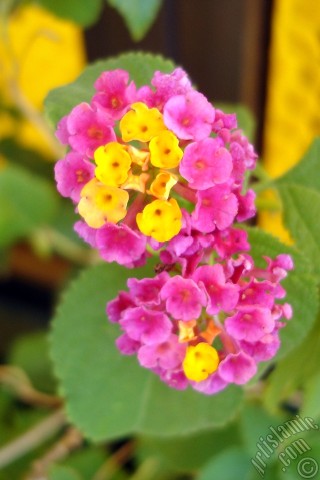A mobile wallpaper and MMS picture for Apple iPhone 7s, 6s, 5s, 4s, Plus, iPods, iPads, New iPads, Samsung Galaxy S Series and Notes, Sony Ericsson Xperia, LG Mobile Phones, Tablets and Devices: Lantana camara -bush lantana- flower.
