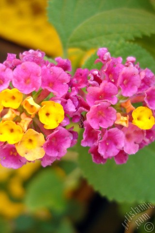 A mobile wallpaper and MMS picture for Apple iPhone 7s, 6s, 5s, 4s, Plus, iPods, iPads, New iPads, Samsung Galaxy S Series and Notes, Sony Ericsson Xperia, LG Mobile Phones, Tablets and Devices: Lantana camara -bush lantana- flower.
