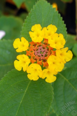 A mobile wallpaper and MMS picture for Apple iPhone 7s, 6s, 5s, 4s, Plus, iPods, iPads, New iPads, Samsung Galaxy S Series and Notes, Sony Ericsson Xperia, LG Mobile Phones, Tablets and Devices: Lantana camara -bush lantana- flower.
