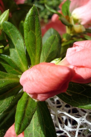 A mobile wallpaper and MMS picture for Apple iPhone 7s, 6s, 5s, 4s, Plus, iPods, iPads, New iPads, Samsung Galaxy S Series and Notes, Sony Ericsson Xperia, LG Mobile Phones, Tablets and Devices: Pink color Azalea -Rhododendron- flower.
