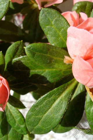 A mobile wallpaper and MMS picture for Apple iPhone 7s, 6s, 5s, 4s, Plus, iPods, iPads, New iPads, Samsung Galaxy S Series and Notes, Sony Ericsson Xperia, LG Mobile Phones, Tablets and Devices: Pink color Azalea -Rhododendron- flower.
