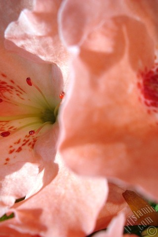 A mobile wallpaper and MMS picture for Apple iPhone 7s, 6s, 5s, 4s, Plus, iPods, iPads, New iPads, Samsung Galaxy S Series and Notes, Sony Ericsson Xperia, LG Mobile Phones, Tablets and Devices: Pink color Azalea -Rhododendron- flower.
