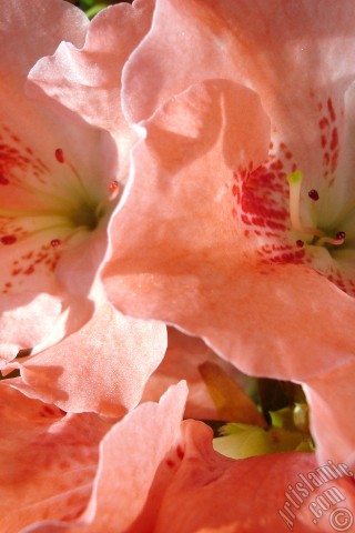 A mobile wallpaper and MMS picture for Apple iPhone 7s, 6s, 5s, 4s, Plus, iPods, iPads, New iPads, Samsung Galaxy S Series and Notes, Sony Ericsson Xperia, LG Mobile Phones, Tablets and Devices: Pink color Azalea -Rhododendron- flower.
