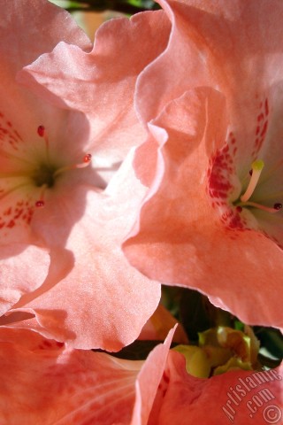 A mobile wallpaper and MMS picture for Apple iPhone 7s, 6s, 5s, 4s, Plus, iPods, iPads, New iPads, Samsung Galaxy S Series and Notes, Sony Ericsson Xperia, LG Mobile Phones, Tablets and Devices: Pink color Azalea -Rhododendron- flower.
