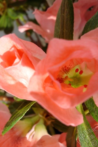 A mobile wallpaper and MMS picture for Apple iPhone 7s, 6s, 5s, 4s, Plus, iPods, iPads, New iPads, Samsung Galaxy S Series and Notes, Sony Ericsson Xperia, LG Mobile Phones, Tablets and Devices: Pink color Azalea -Rhododendron- flower.
