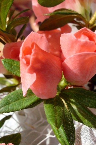 A mobile wallpaper and MMS picture for Apple iPhone 7s, 6s, 5s, 4s, Plus, iPods, iPads, New iPads, Samsung Galaxy S Series and Notes, Sony Ericsson Xperia, LG Mobile Phones, Tablets and Devices: Pink color Azalea -Rhododendron- flower.
