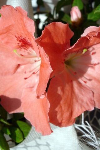 A mobile wallpaper and MMS picture for Apple iPhone 7s, 6s, 5s, 4s, Plus, iPods, iPads, New iPads, Samsung Galaxy S Series and Notes, Sony Ericsson Xperia, LG Mobile Phones, Tablets and Devices: Pink color Azalea -Rhododendron- flower.
