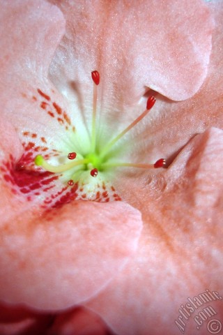 A mobile wallpaper and MMS picture for Apple iPhone 7s, 6s, 5s, 4s, Plus, iPods, iPads, New iPads, Samsung Galaxy S Series and Notes, Sony Ericsson Xperia, LG Mobile Phones, Tablets and Devices: Pink color Azalea -Rhododendron- flower.
