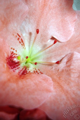 A mobile wallpaper and MMS picture for Apple iPhone 7s, 6s, 5s, 4s, Plus, iPods, iPads, New iPads, Samsung Galaxy S Series and Notes, Sony Ericsson Xperia, LG Mobile Phones, Tablets and Devices: Pink color Azalea -Rhododendron- flower.
