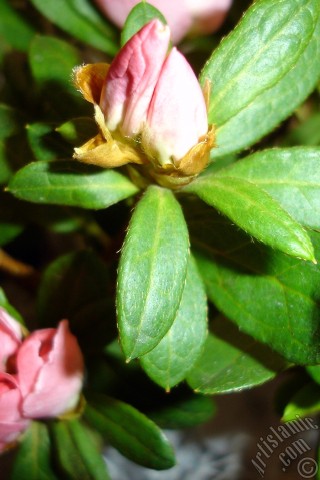 A mobile wallpaper and MMS picture for Apple iPhone 7s, 6s, 5s, 4s, Plus, iPods, iPads, New iPads, Samsung Galaxy S Series and Notes, Sony Ericsson Xperia, LG Mobile Phones, Tablets and Devices: Pink color Azalea -Rhododendron- flower.
