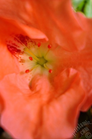 A mobile wallpaper and MMS picture for Apple iPhone 7s, 6s, 5s, 4s, Plus, iPods, iPads, New iPads, Samsung Galaxy S Series and Notes, Sony Ericsson Xperia, LG Mobile Phones, Tablets and Devices: Pink color Azalea -Rhododendron- flower.
