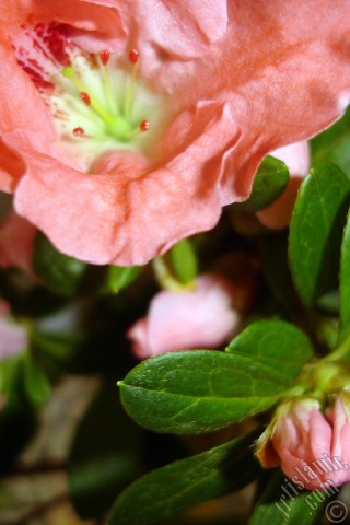 A mobile wallpaper and MMS picture for Apple iPhone 7s, 6s, 5s, 4s, Plus, iPods, iPads, New iPads, Samsung Galaxy S Series and Notes, Sony Ericsson Xperia, LG Mobile Phones, Tablets and Devices: Pink color Azalea -Rhododendron- flower.
