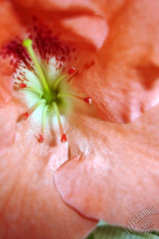 A mobile wallpaper and MMS picture for Apple iPhone 7s, 6s, 5s, 4s, Plus, iPods, iPads, New iPads, Samsung Galaxy S Series and Notes, Sony Ericsson Xperia, LG Mobile Phones, Tablets and Devices: Pink color Azalea -Rhododendron- flower.
