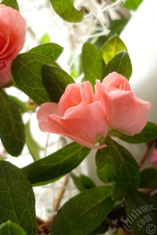 A mobile wallpaper and MMS picture for Apple iPhone 7s, 6s, 5s, 4s, Plus, iPods, iPads, New iPads, Samsung Galaxy S Series and Notes, Sony Ericsson Xperia, LG Mobile Phones, Tablets and Devices: Pink color Azalea -Rhododendron- flower.
