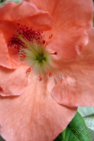 A mobile wallpaper and MMS picture for Apple iPhone 7s, 6s, 5s, 4s, Plus, iPods, iPads, New iPads, Samsung Galaxy S Series and Notes, Sony Ericsson Xperia, LG Mobile Phones, Tablets and Devices: Pink color Azalea -Rhododendron- flower.

