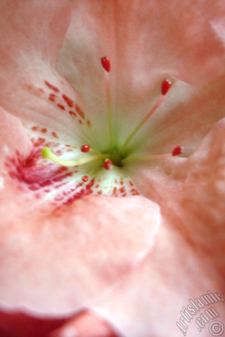 A mobile wallpaper and MMS picture for Apple iPhone 7s, 6s, 5s, 4s, Plus, iPods, iPads, New iPads, Samsung Galaxy S Series and Notes, Sony Ericsson Xperia, LG Mobile Phones, Tablets and Devices: Pink color Azalea -Rhododendron- flower.
