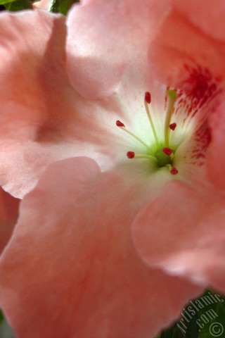 A mobile wallpaper and MMS picture for Apple iPhone 7s, 6s, 5s, 4s, Plus, iPods, iPads, New iPads, Samsung Galaxy S Series and Notes, Sony Ericsson Xperia, LG Mobile Phones, Tablets and Devices: Pink color Azalea -Rhododendron- flower.
