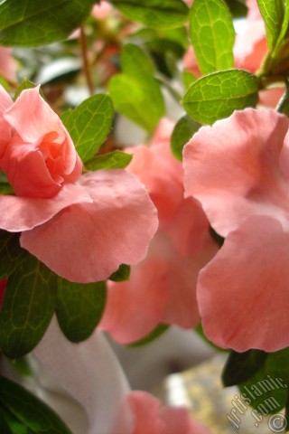 A mobile wallpaper and MMS picture for Apple iPhone 7s, 6s, 5s, 4s, Plus, iPods, iPads, New iPads, Samsung Galaxy S Series and Notes, Sony Ericsson Xperia, LG Mobile Phones, Tablets and Devices: Pink color Azalea -Rhododendron- flower.

