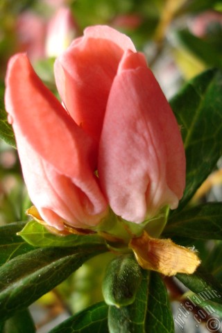 A mobile wallpaper and MMS picture for Apple iPhone 7s, 6s, 5s, 4s, Plus, iPods, iPads, New iPads, Samsung Galaxy S Series and Notes, Sony Ericsson Xperia, LG Mobile Phones, Tablets and Devices: Pink color Azalea -Rhododendron- flower.
