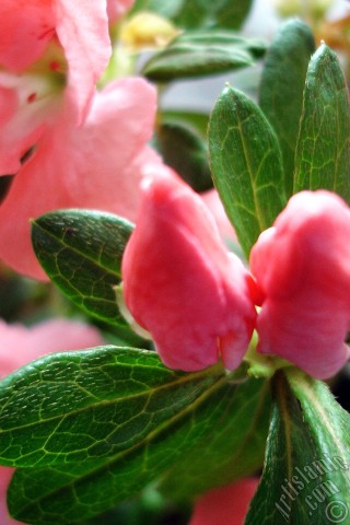 A mobile wallpaper and MMS picture for Apple iPhone 7s, 6s, 5s, 4s, Plus, iPods, iPads, New iPads, Samsung Galaxy S Series and Notes, Sony Ericsson Xperia, LG Mobile Phones, Tablets and Devices: Pink color Azalea -Rhododendron- flower.
