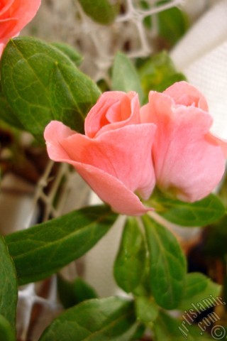 A mobile wallpaper and MMS picture for Apple iPhone 7s, 6s, 5s, 4s, Plus, iPods, iPads, New iPads, Samsung Galaxy S Series and Notes, Sony Ericsson Xperia, LG Mobile Phones, Tablets and Devices: Pink color Azalea -Rhododendron- flower.

