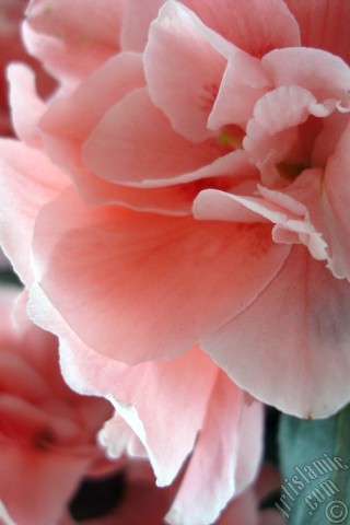 A mobile wallpaper and MMS picture for Apple iPhone 7s, 6s, 5s, 4s, Plus, iPods, iPads, New iPads, Samsung Galaxy S Series and Notes, Sony Ericsson Xperia, LG Mobile Phones, Tablets and Devices: Pink color Azalea -Rhododendron- flower.
