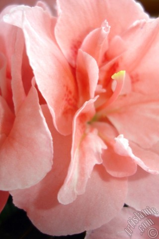 A mobile wallpaper and MMS picture for Apple iPhone 7s, 6s, 5s, 4s, Plus, iPods, iPads, New iPads, Samsung Galaxy S Series and Notes, Sony Ericsson Xperia, LG Mobile Phones, Tablets and Devices: Pink color Azalea -Rhododendron- flower.
