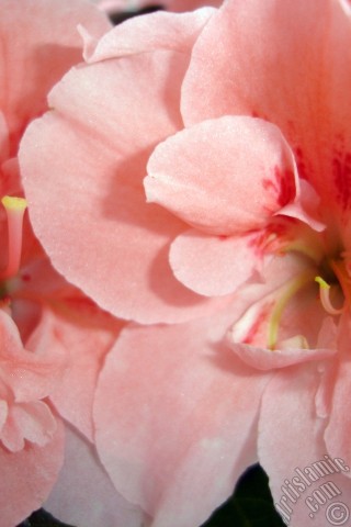 A mobile wallpaper and MMS picture for Apple iPhone 7s, 6s, 5s, 4s, Plus, iPods, iPads, New iPads, Samsung Galaxy S Series and Notes, Sony Ericsson Xperia, LG Mobile Phones, Tablets and Devices: Pink color Azalea -Rhododendron- flower.
