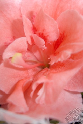 A mobile wallpaper and MMS picture for Apple iPhone 7s, 6s, 5s, 4s, Plus, iPods, iPads, New iPads, Samsung Galaxy S Series and Notes, Sony Ericsson Xperia, LG Mobile Phones, Tablets and Devices: Pink color Azalea -Rhododendron- flower.
