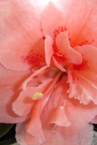 A mobile wallpaper and MMS picture for Apple iPhone 7s, 6s, 5s, 4s, Plus, iPods, iPads, New iPads, Samsung Galaxy S Series and Notes, Sony Ericsson Xperia, LG Mobile Phones, Tablets and Devices: Pink color Azalea -Rhododendron- flower.
