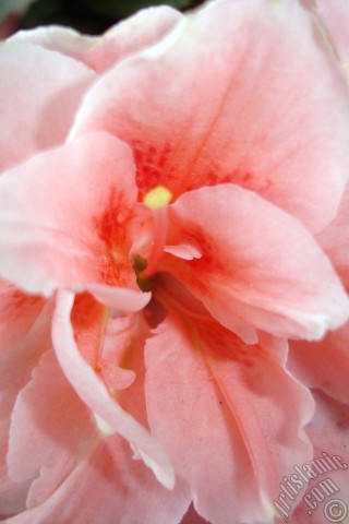 A mobile wallpaper and MMS picture for Apple iPhone 7s, 6s, 5s, 4s, Plus, iPods, iPads, New iPads, Samsung Galaxy S Series and Notes, Sony Ericsson Xperia, LG Mobile Phones, Tablets and Devices: Pink color Azalea -Rhododendron- flower.
