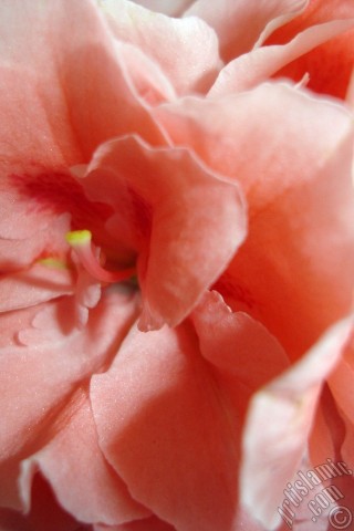 A mobile wallpaper and MMS picture for Apple iPhone 7s, 6s, 5s, 4s, Plus, iPods, iPads, New iPads, Samsung Galaxy S Series and Notes, Sony Ericsson Xperia, LG Mobile Phones, Tablets and Devices: Pink color Azalea -Rhododendron- flower.

