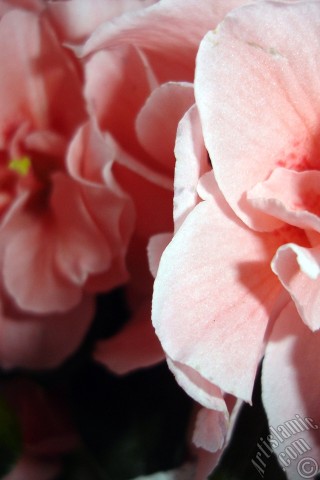A mobile wallpaper and MMS picture for Apple iPhone 7s, 6s, 5s, 4s, Plus, iPods, iPads, New iPads, Samsung Galaxy S Series and Notes, Sony Ericsson Xperia, LG Mobile Phones, Tablets and Devices: Pink color Azalea -Rhododendron- flower.
