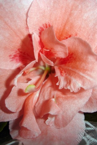 A mobile wallpaper and MMS picture for Apple iPhone 7s, 6s, 5s, 4s, Plus, iPods, iPads, New iPads, Samsung Galaxy S Series and Notes, Sony Ericsson Xperia, LG Mobile Phones, Tablets and Devices: Pink color Azalea -Rhododendron- flower.
