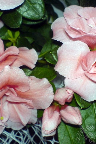 A mobile wallpaper and MMS picture for Apple iPhone 7s, 6s, 5s, 4s, Plus, iPods, iPads, New iPads, Samsung Galaxy S Series and Notes, Sony Ericsson Xperia, LG Mobile Phones, Tablets and Devices: Pink color Azalea -Rhododendron- flower.
