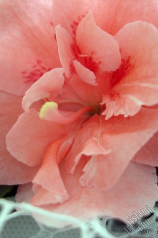 A mobile wallpaper and MMS picture for Apple iPhone 7s, 6s, 5s, 4s, Plus, iPods, iPads, New iPads, Samsung Galaxy S Series and Notes, Sony Ericsson Xperia, LG Mobile Phones, Tablets and Devices: Pink color Azalea -Rhododendron- flower.

