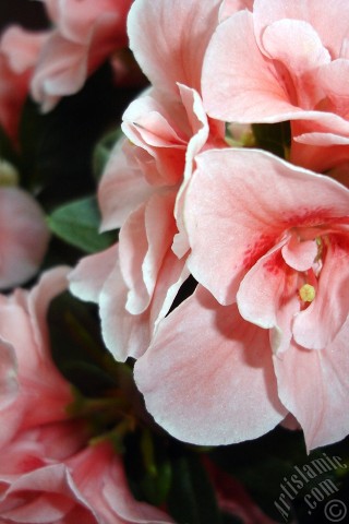 A mobile wallpaper and MMS picture for Apple iPhone 7s, 6s, 5s, 4s, Plus, iPods, iPads, New iPads, Samsung Galaxy S Series and Notes, Sony Ericsson Xperia, LG Mobile Phones, Tablets and Devices: Pink color Azalea -Rhododendron- flower.
