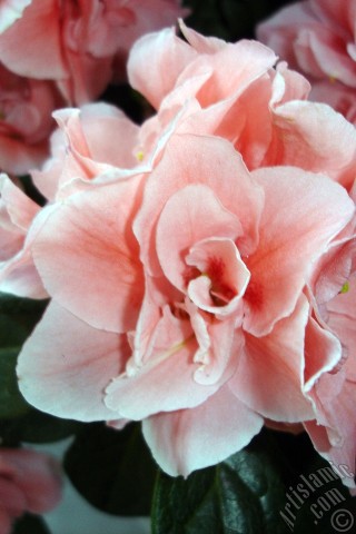 A mobile wallpaper and MMS picture for Apple iPhone 7s, 6s, 5s, 4s, Plus, iPods, iPads, New iPads, Samsung Galaxy S Series and Notes, Sony Ericsson Xperia, LG Mobile Phones, Tablets and Devices: Pink color Azalea -Rhododendron- flower.
